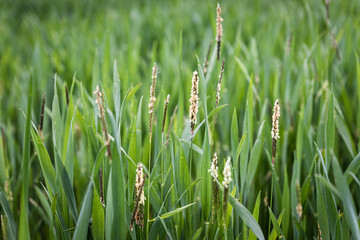 close up of wheat including black grass. High quality photo