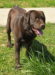 Chocolate Labrador Retriever on walk