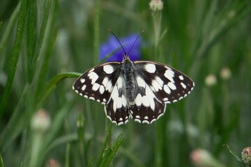 butterfly sitting on cornflower

