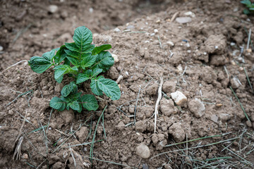 Potato plant. High quality photo