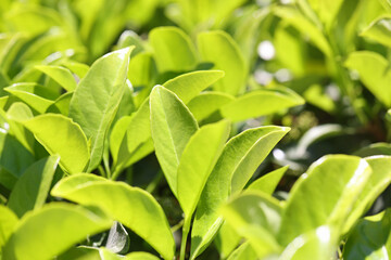 Fototapeta na wymiar Green leaf of surface on the background
