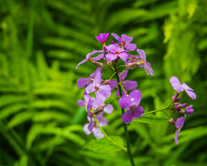 Fototapeta premium close up of rain drops on purple wild phlox flower 