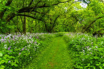 flowering purple and white wild phlox along edge of woodland path in spring 
