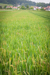 close up of wheat including black grass. High quality photo