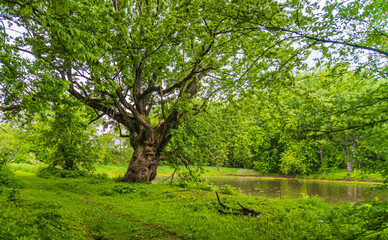 very old chestnut tree on river's edge 
