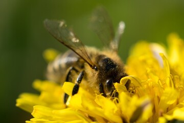 bee on yellow flower