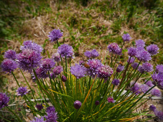 Fototapeta premium cespuglio di bei fiori violetti in campagna