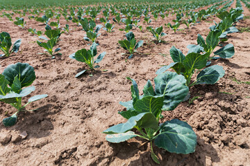 Young Cabbage plant on a field. High quality photo
