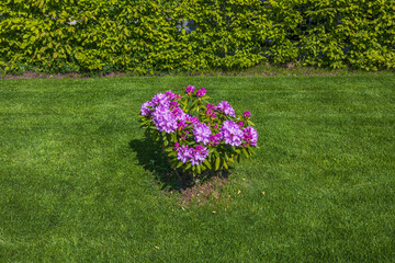 Beautiful view on purple bush of rhododendron on a green background. Great natural backgrounds. Sweden.