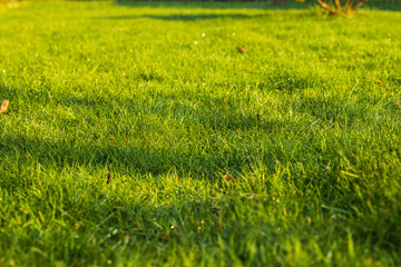 Obraz na płótnie Canvas Beautiful view of front yard of private garden. Green grass lawn. Beautiful backgrounds. Sweden.