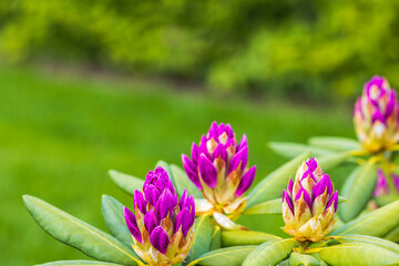 Сlose up view of blooming rhododendron in spring. Beautiful nature backgrounds. 