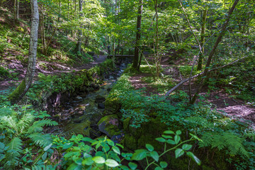 Beautiful summer nature landscape view. Small stream in green forest. Sweden.