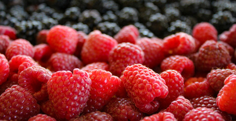Banner. Fresh blackberries and raspberries ripe berries. Blackberries versus raspberries. Blackberries in background. Raspberries close up, macro. Sweet fresh ripe berries mix.