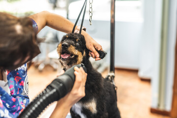 Cachorro en peluquer&iacute;a canina