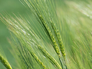 Close up of barley ears with yellow anthers, field of barley in a summer day.