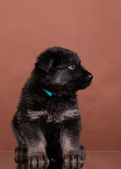 puppy east european shepherd german shepherd sitting studio portrait on brown background