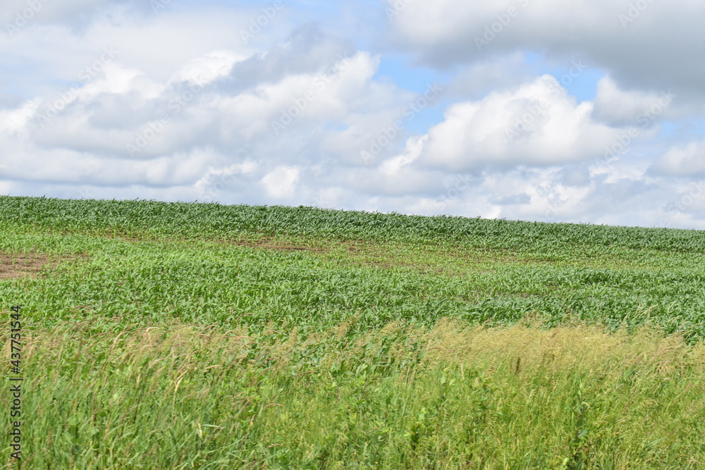 Canvas Prints Spring Corn Field