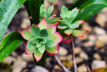 Red and green rosettes of Sedum Palmeri