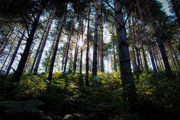 Coniferous forest in the morning. Sunshine passes through branches and trees in the forest. Healed forest with plants and ferns.