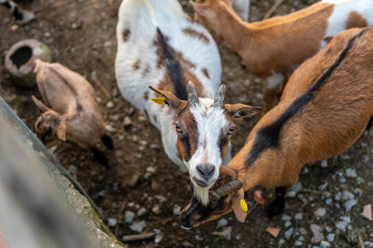 Goats and small kids on a farm in the Urdaibai marshes, a Bizkaia biosphere reserve next to Mundaka. Basque Country