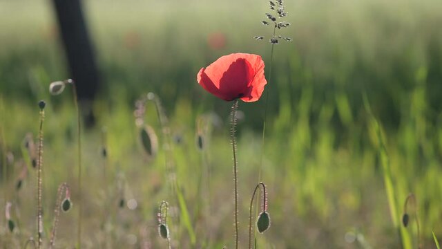 A red corn poppy in front of a field with warm and friendly sunshine on it