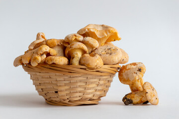 Wooden basket of small golden chanterelle (Cantharellus cibarius) mushrooms, also known as girolle, lies on white background. Selective focus. Mushroom hunting theme.