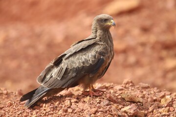 bird of prey