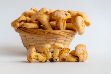 Group of small golden chanterelle (Cantharellus cibarius) mushrooms, also known as girolle, lies in line on white background. Blurred basket of mushrooms in the background. Mycology theme.