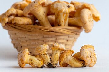 Group of small golden chanterelle (Cantharellus cibarius) mushrooms, also known as girolle, lies in line on white background. Blurred basket of mushrooms in the background. Mycology theme.