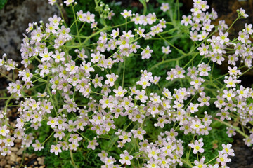 Obraz na płótnie Canvas Tiny white flowers of Saxifraga 'orientalis ' in bloom