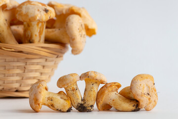 Group of small golden chanterelle (Cantharellus cibarius) mushrooms, also known as girolle, lies in line on white background. Blurred basket of mushrooms in the background. Mycology theme.