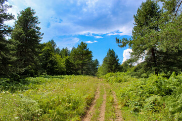 Fototapeta na wymiar The forest. A wild road through the forest. Perfect summer landscape.