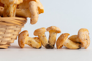 Group of small golden chanterelle (Cantharellus cibarius) mushrooms, also known as girolle, lies in line on white background. Nearby is a basket of mushrooms. Selective focus. Mycology theme.