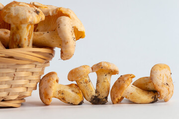 Group of small golden chanterelle (Cantharellus cibarius) mushrooms, also known as girolle, lies in line on white background. Nearby is a basket of mushrooms. Selective focus. Mycology theme.