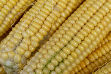 Yellow cobs of corn, close up. Macro.