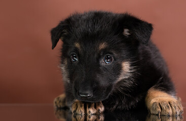 puppy east european shepherd german shepherd lies studio portrait on brown background