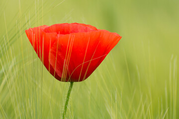 Red poppy flower. Close-up.