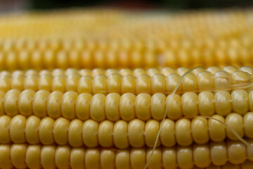 Yellow cobs of corn, close up. Macro.