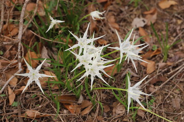 close up of a tropical flowers