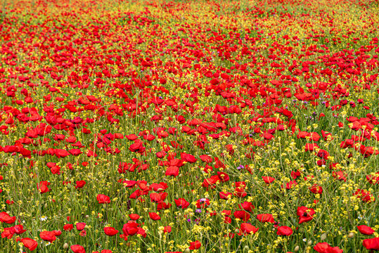Field of red poppies with contrasting green and yellow of the field in summer