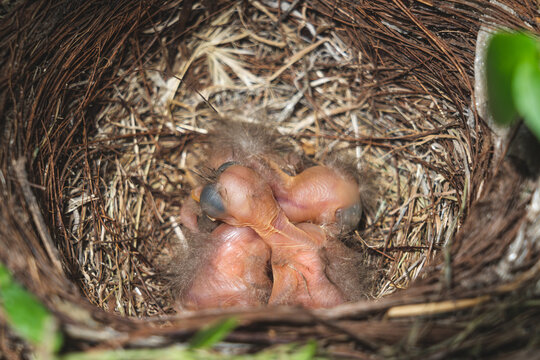 3 Cr&iacute;as de ave sin plumas en el nido en el jardin esperando a la madre para comer 