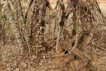 tree in tropical forest