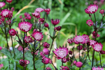The delicate pink flowers of Astrantia 'Roma' in bloom