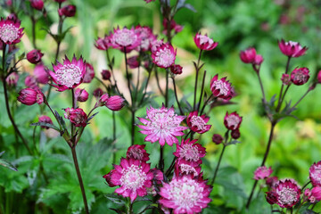 The delicate pink flowers of Astrantia 'Roma' in bloom