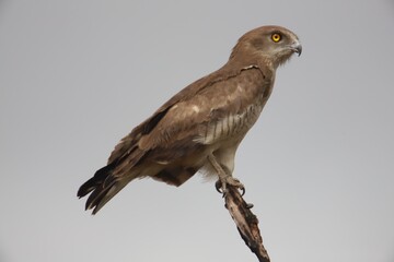 Fototapeta premium bird of prey