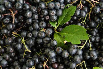 Freshly picked chokeberry berries. Fruit chokeberry. Aronia fruit. Background of chokeberry berries with a couple of green leaves.