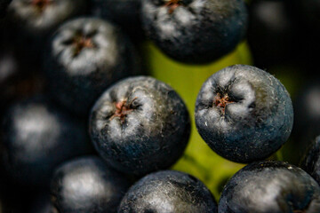 Close up of chokeberry berries. Macro chokeberry. Aronia melanocarpa. Aronia fruits. Selective focus.