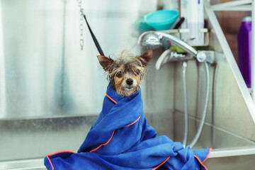 Perro en peluquer&iacute;a canina con toalla