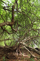trees in tropical forest