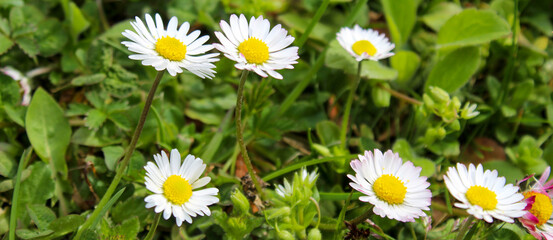Banner. A group of beautiful daisy flowers on the lawn. Lawn daisy. Bellis perennis.